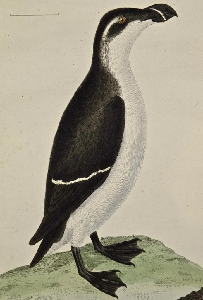 A Female Penguin: An 18th Century Hand-Colored Engraving by Martinet, 1765 - 3