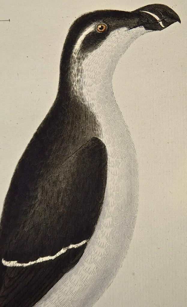 A Female Penguin: An 18th Century Hand-Colored Engraving by Martinet, 1765 - 4