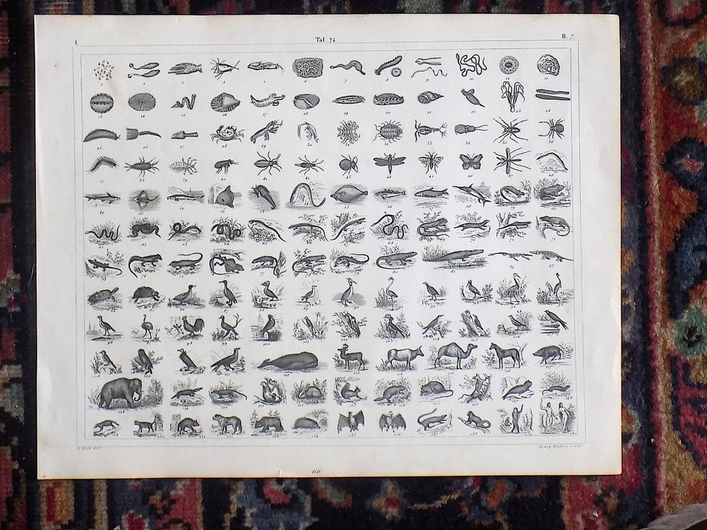 Antique 19th Century Sea Shell, Botanical & Crustacean Stone Lithographs - Set of 6 - 7