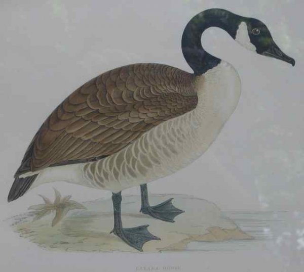 034: Francis Morris Canada Goose Antique Print c1850: Title: Canada Goose. Date: c1850. Size: 11" x 9 1/2" (27.9 x 24.1 cm). Description: Hand-colored lithograph, framed under glass. Rev. Francis Orpen Morris (1810-1893), an Irish ornithologist and entom