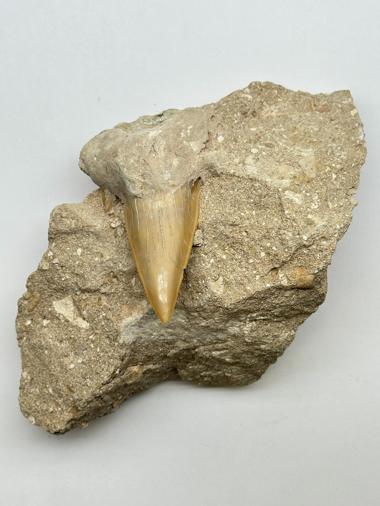 Very Lg Shark Tooth Fossil .96 lbs (Unique) (1 of 3)