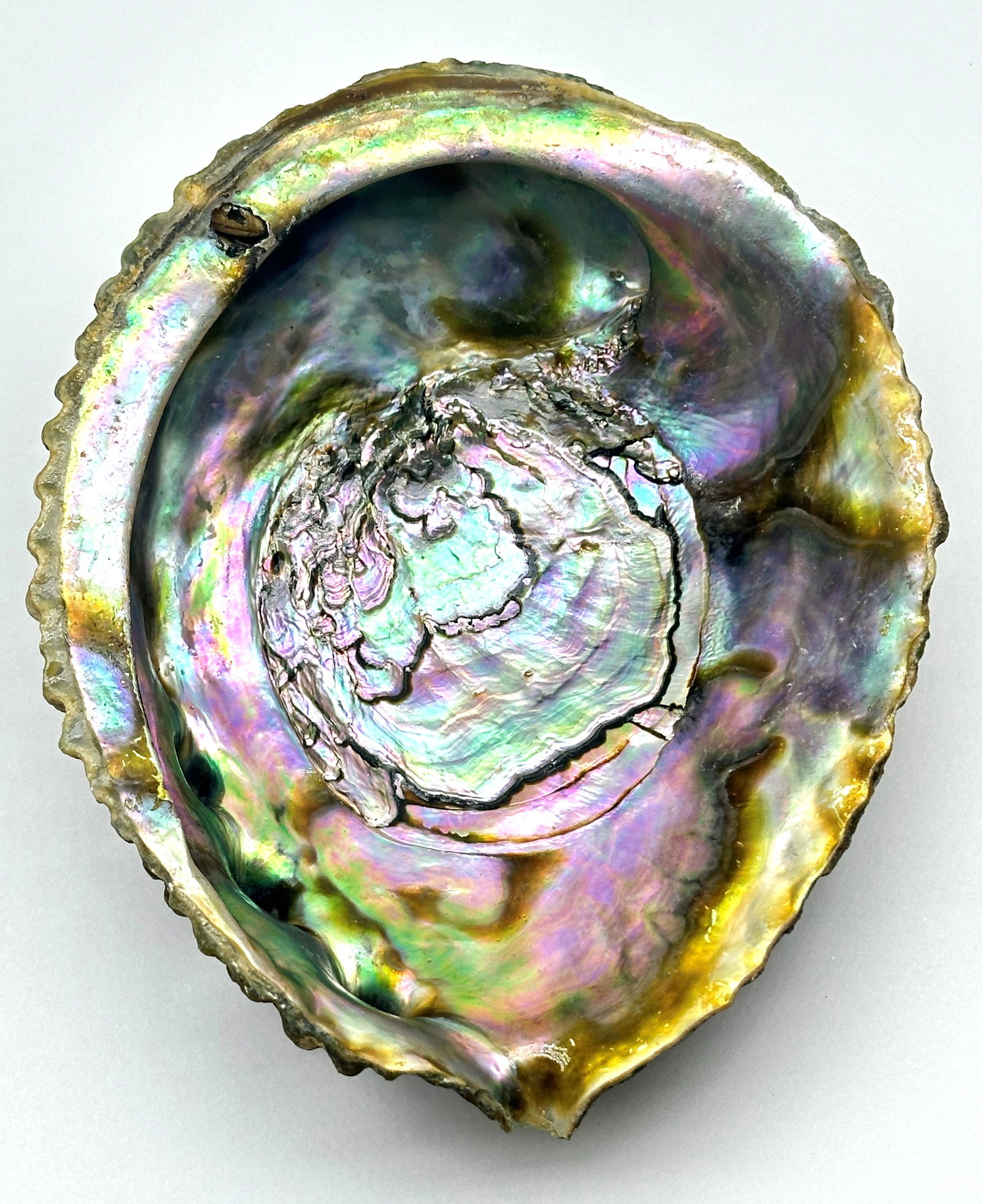 Large Abalone/Mother of Pearl Shell 184 Grams (1 of 3)
