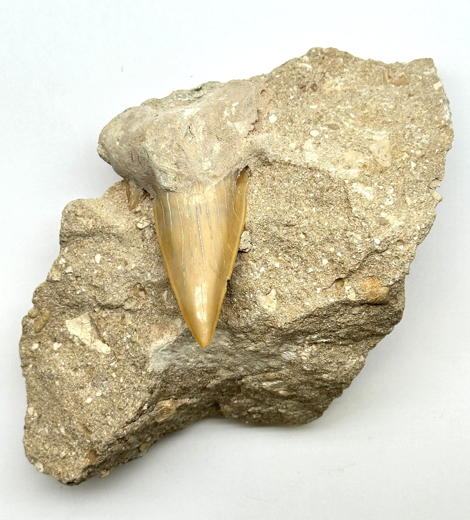 Very Lg Shark Tooth Fossil .96 lbs (Unique) (1 of 3)