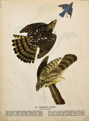 MWF1563~ COOPERS HAWK ~ FRAMED MATTED PRINT ~ 14 X: MWF1563~ COOPERS HAWK ~ FRAMED MATTED PRINT ~ 14 X 11 ~The Birds of America - John James Audubon Circa 1946