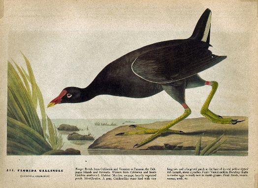 MWF1568 ~ FLORIDA GALLINULE ~ FRAMED MATTED PRINT : MWF1568 ~ FLORIDA GALLINULE ~ FRAMED MATTED PRINT ~ 14 X 11 ~The Birds of America - John James Audubon Circa 1946
