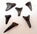 14245 - LOT OF 6 FOSSILIZED MEGALODON SHARK TEETH