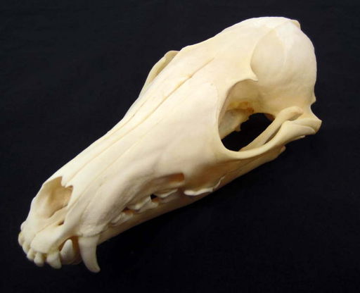 Taxidermy Grey Fox Skull Nov 17 2013 Pioneer Auction Gallery In Or