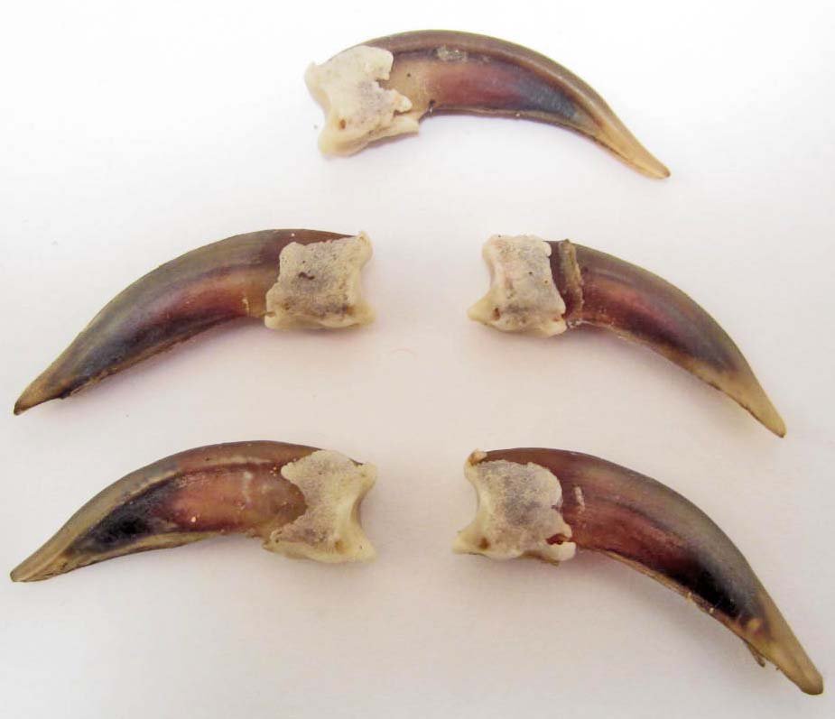 LOT OF 5 BADGER CLAWS - TAXIDERMY: N/A
