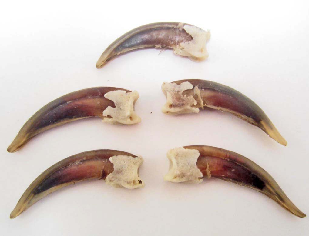 LOT OF 5 BADGER CLAWS - TAXIDERMY: N/A