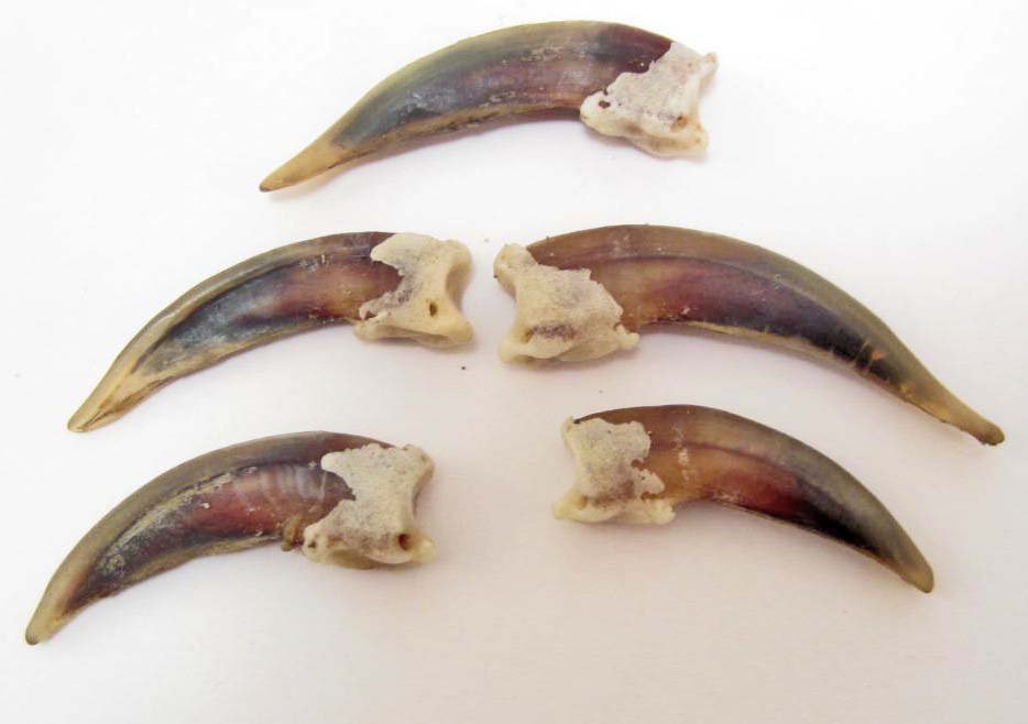 LOT OF 5 BADGER CLAWS - TAXIDERMY: N/A