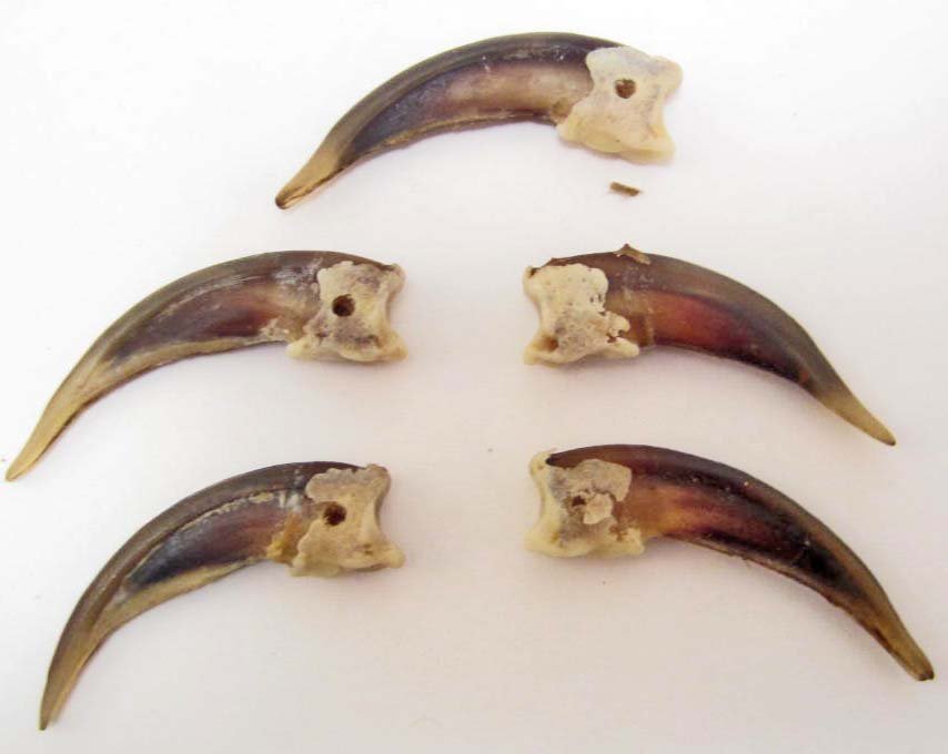 LOT OF 5 BADGER CLAWS - TAXIDERMY: N/A