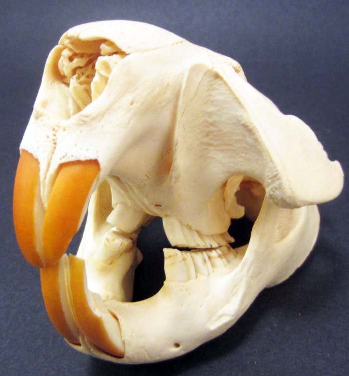 BEAVER SKULL TAXIDERMY: Approx. 6" long