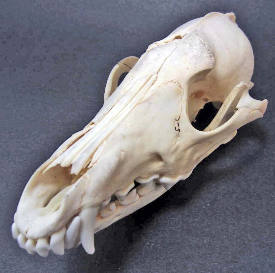 LARGE COYOTE SKULL: Approx. 7" long