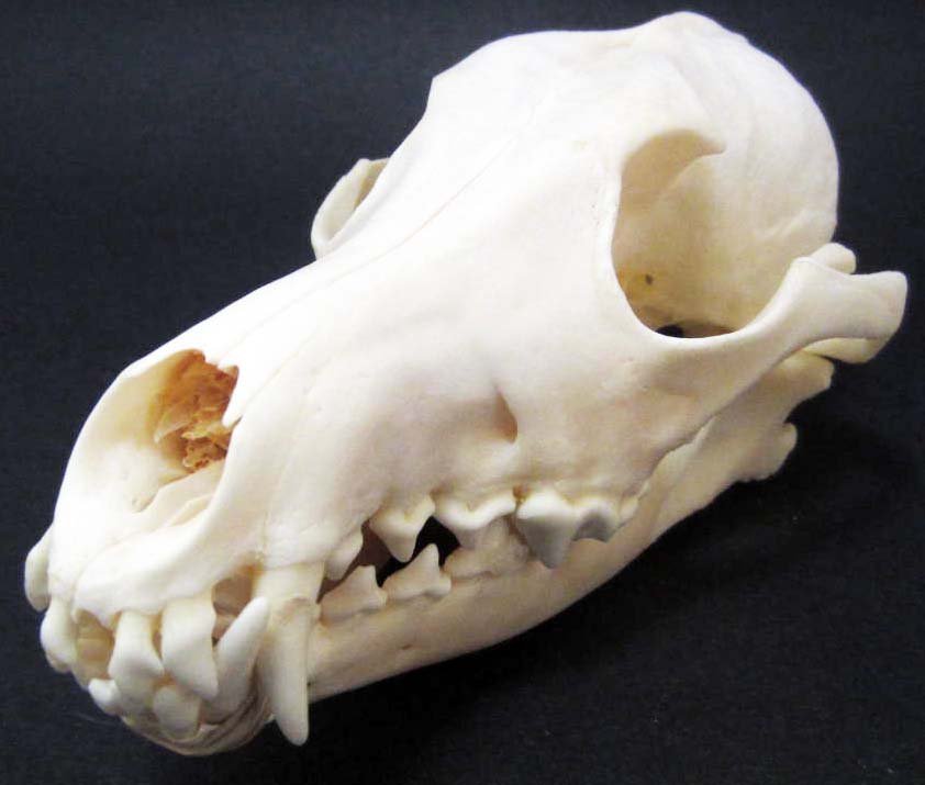 LARGE COYOTE SKULL TAXIDERMY: Approx. 8" long