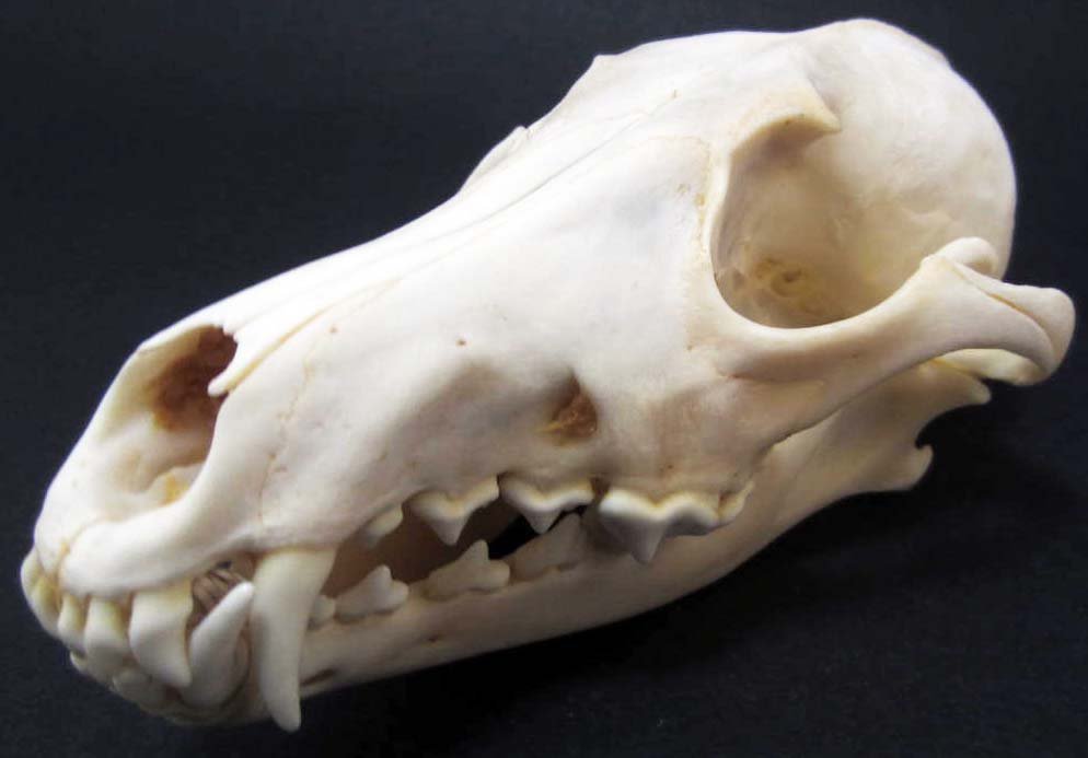 LARGE COYOTE SKULL TAXIDERMY: Approx. 8" long