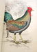 1860 "THE NATURALIST'S LIBRARY" HARDCOVER BOOK - 4