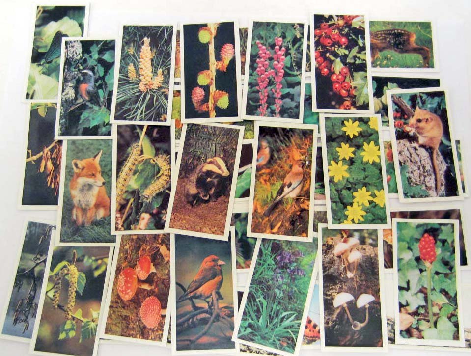 SET OF VINTAGE BROOKE BOND TEA CARDS: Woodland Wildlife. These cards are the same size as Cigarette Cards. They were issued with every Brooke Bond Tea and Tea Bags