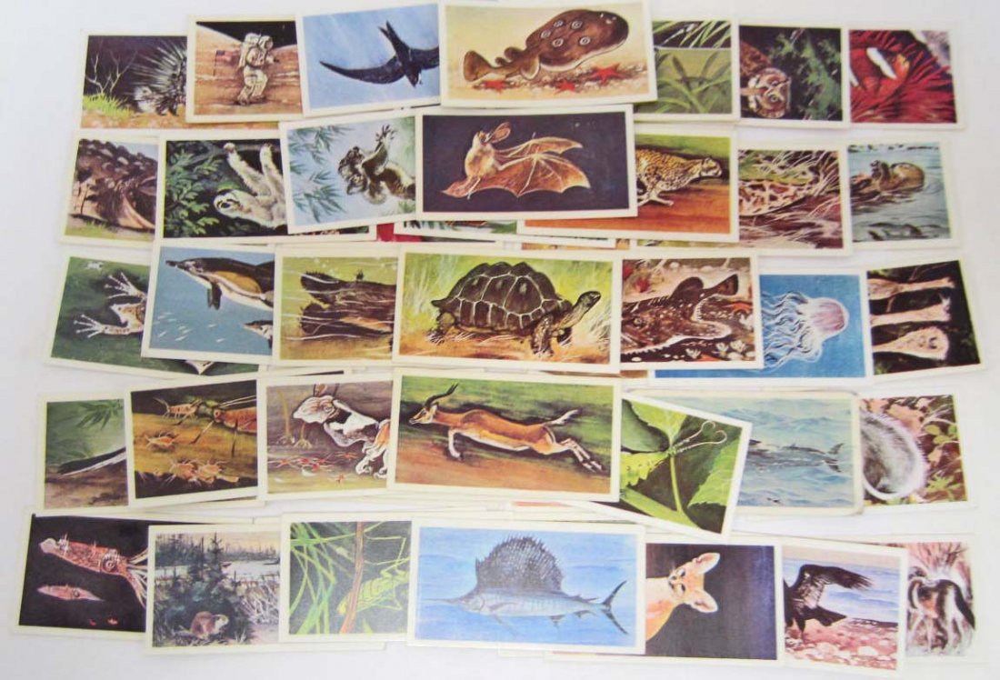 SET OF VINTAGE BROOKE BOND TEA CARDS: Wonders of Wildlife. These cards are the same size as Cigarette Cards. They were issued with every Brooke Bond Tea and Tea Bags