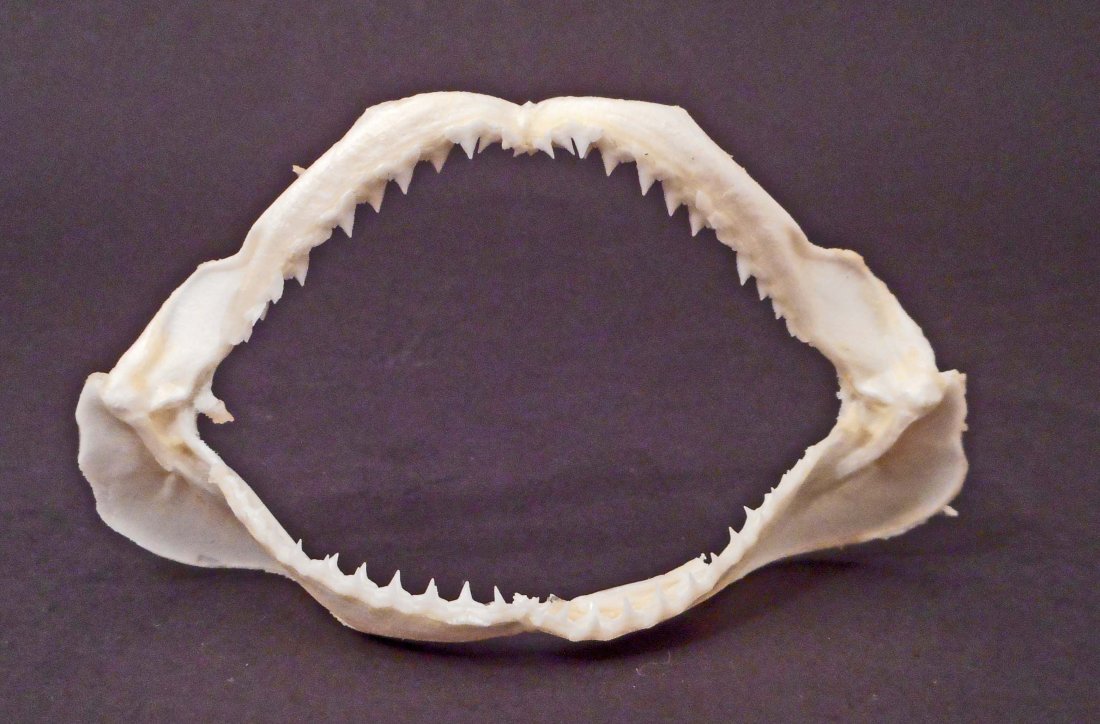 AUTHENTIC SHARK JAW / TEETH: Approx. 2.5" by 3"