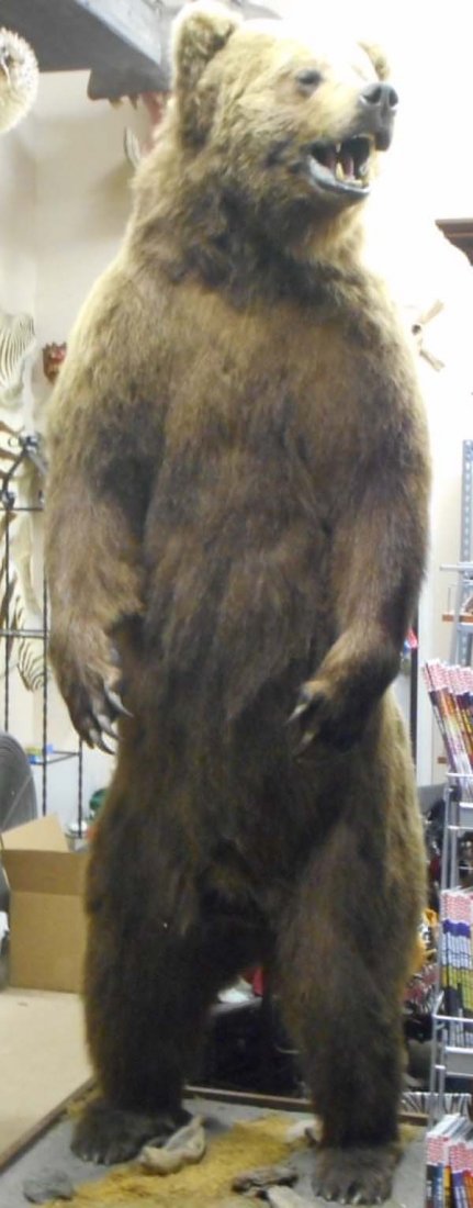 FULL SIZE STANDING BROWN BEAR TAXIDERMY MOUNT WITH: Bear is approx. 8 ft tall. Stand has wheels on the bottom. Beautiful Taxidermy job. Local Pick-up only or Buyer must Arrange Shipping.