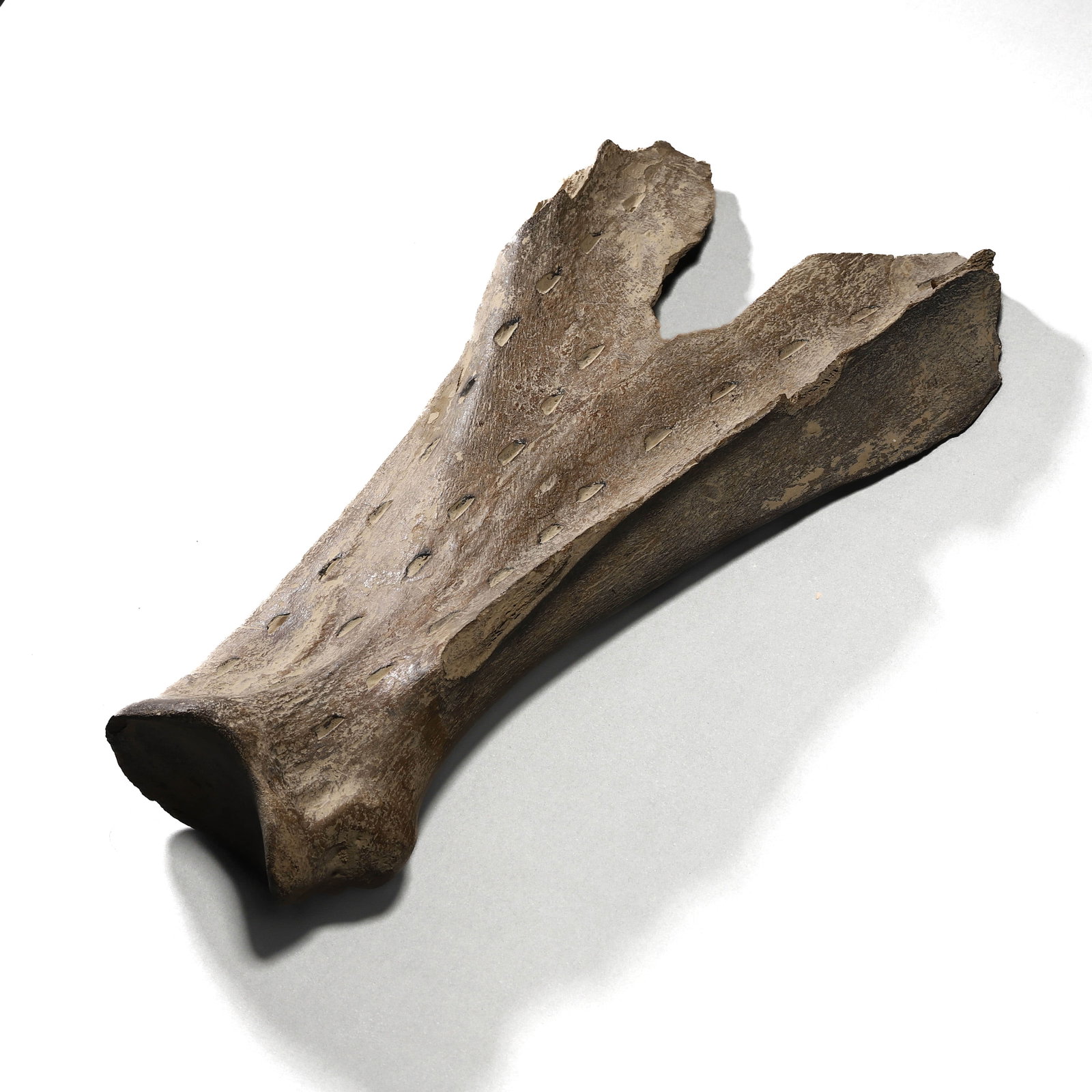 A BEAST BONE ARMOR DISH: A BEAST BONE ARMOR DISH Length: 13 3/4 in. (35 cm)
