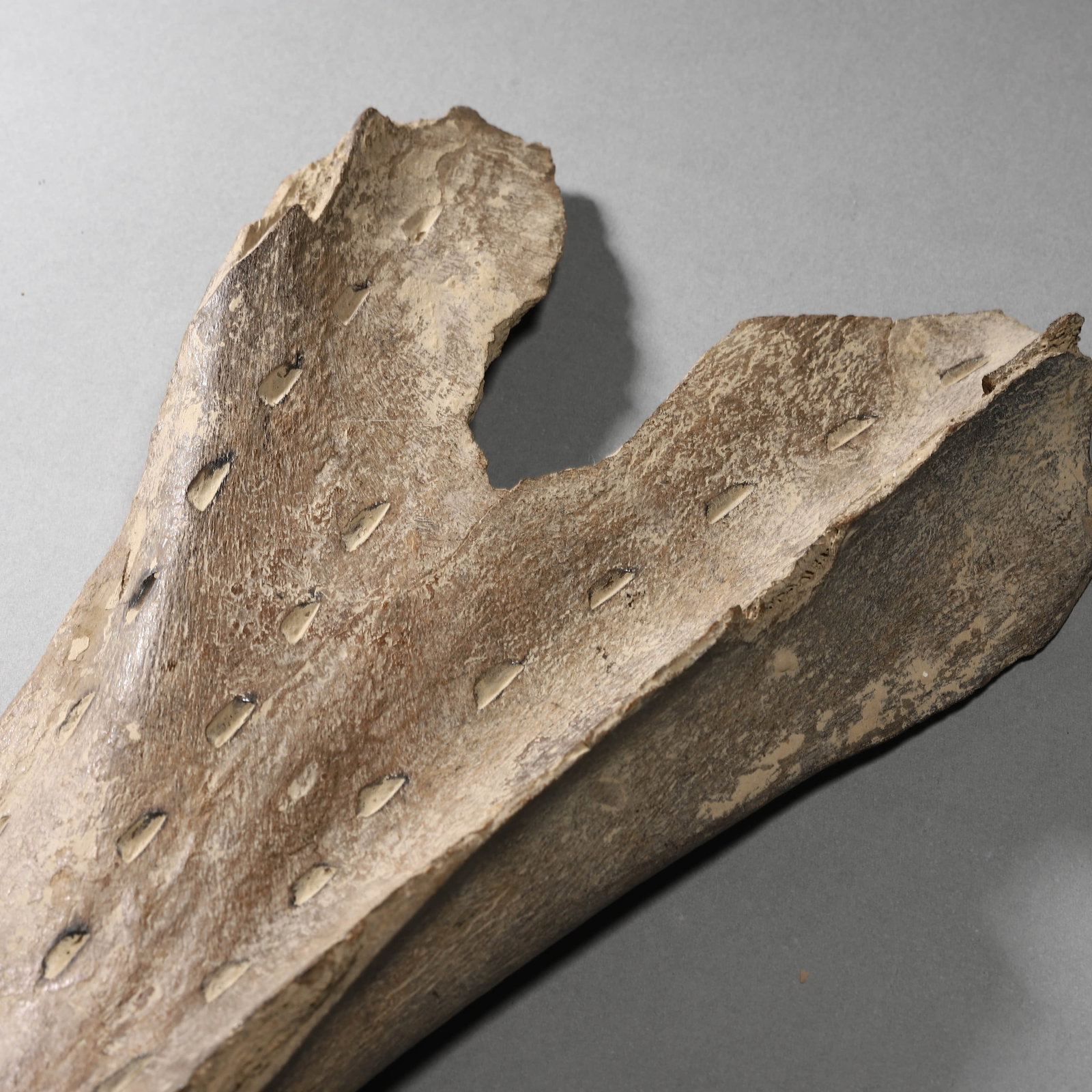 A BEAST BONE ARMOR DISH - 2