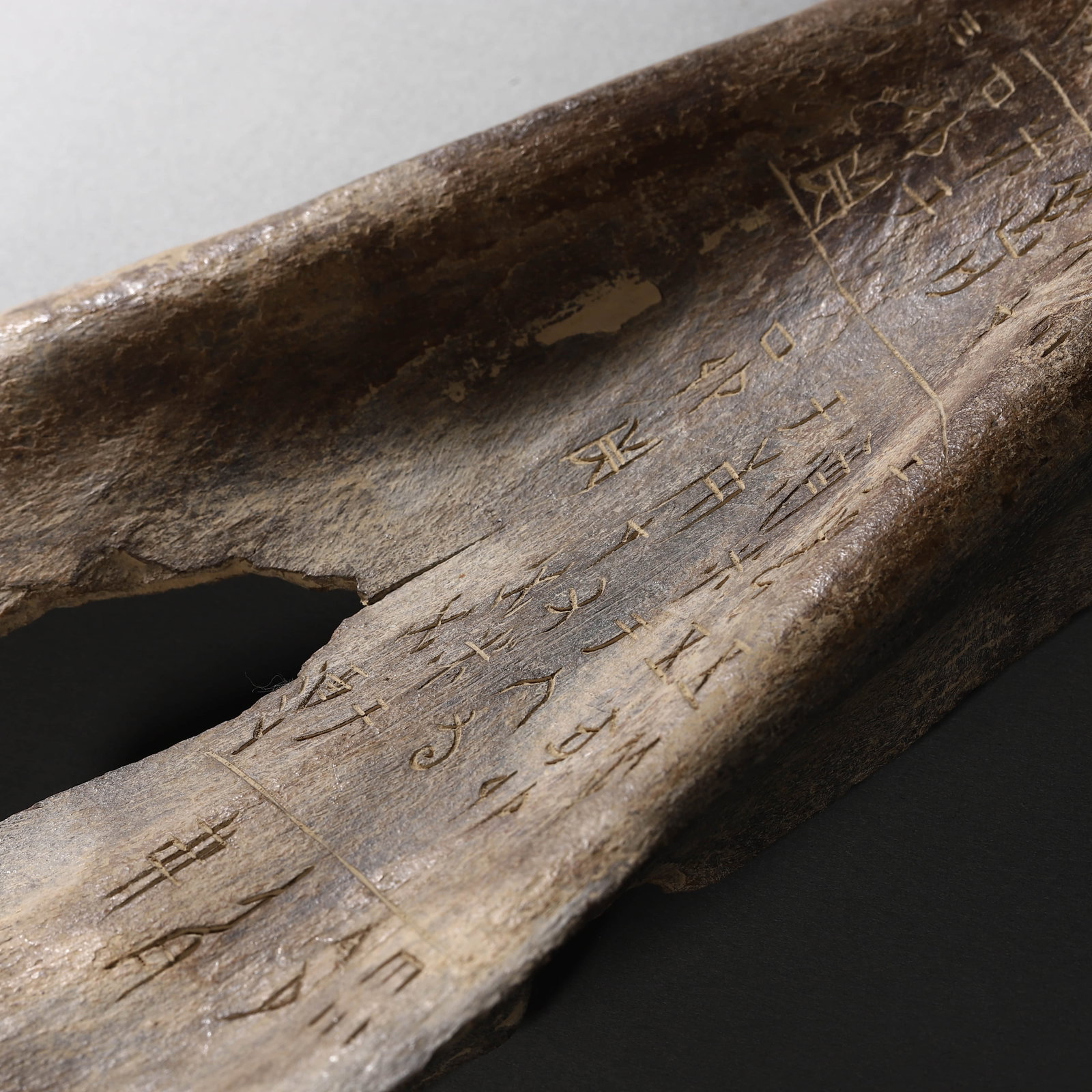 A BEAST BONE ARMOR DISH - 5