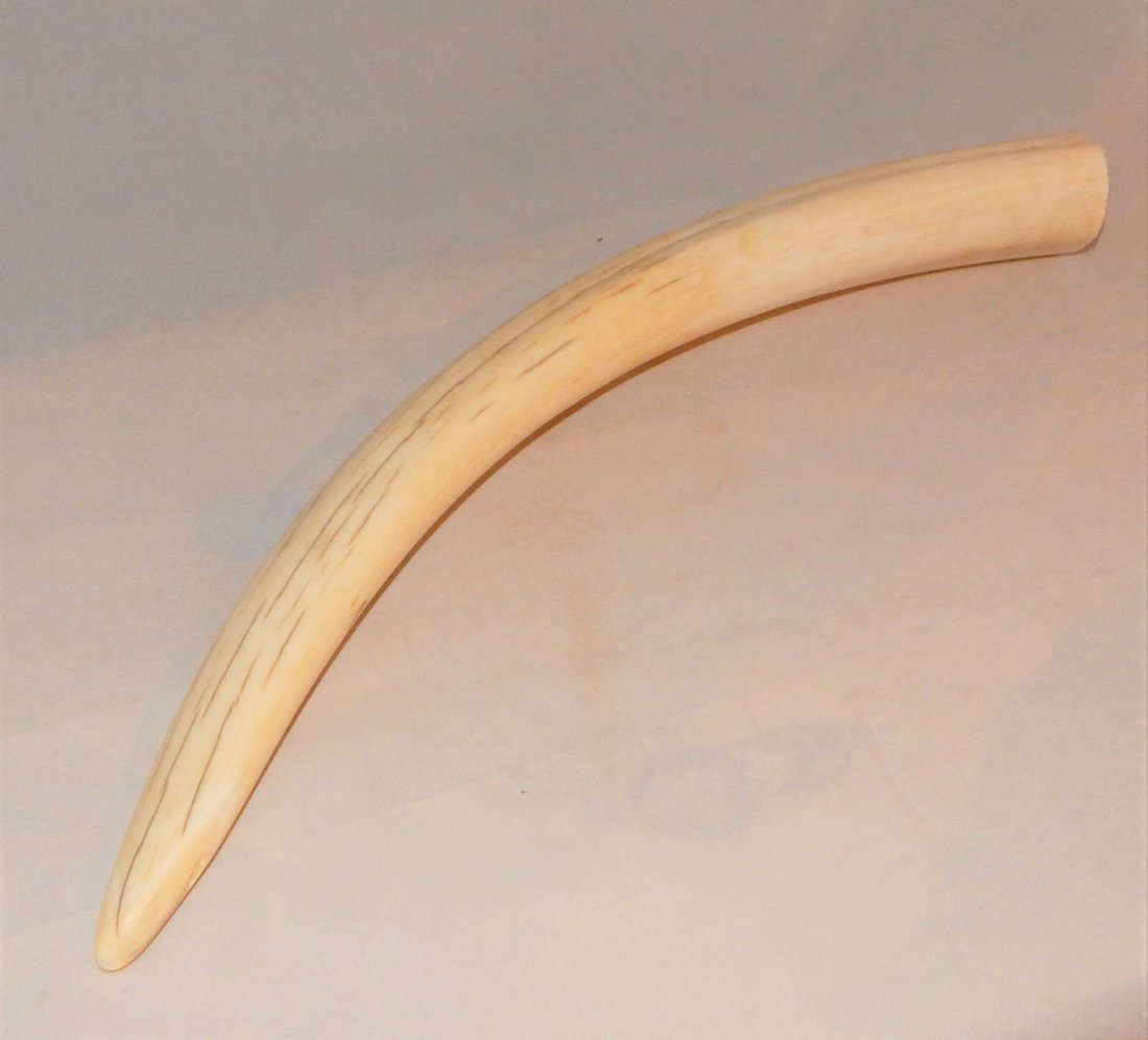Ivory Walrus Tusk. Antique Pre-Ban Ivory Walrus Tusk - Jan 31, 2016 | J