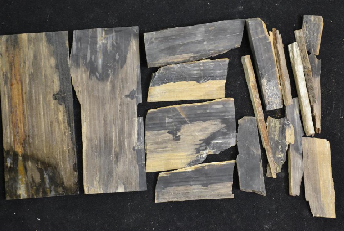 Grouping of 12 Petrified Wood Slabs (1 of 1)