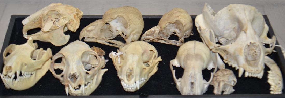 Grouping of Animal Skulls (1 of 1)