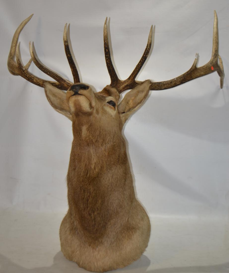 Massive Elk Mount