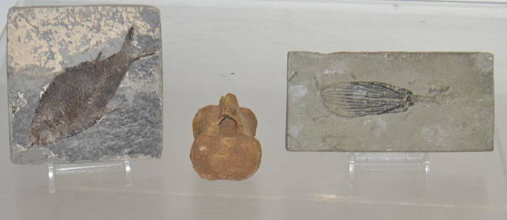 Grouping of Fossils: Including a fossilized vertebrae, a fossilized fish and a fossilized underwater flower.