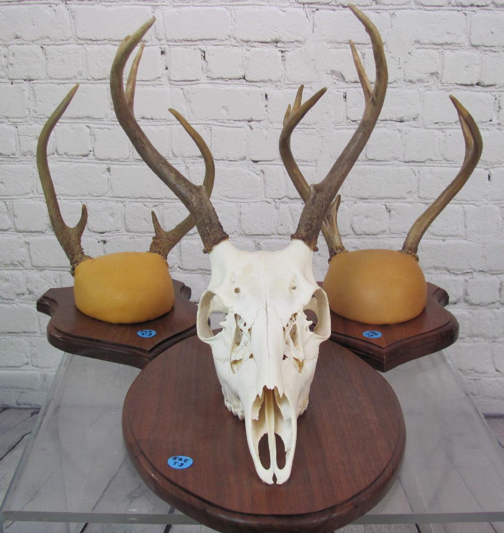 Three Deer Trophy Mounts (1 of 2)