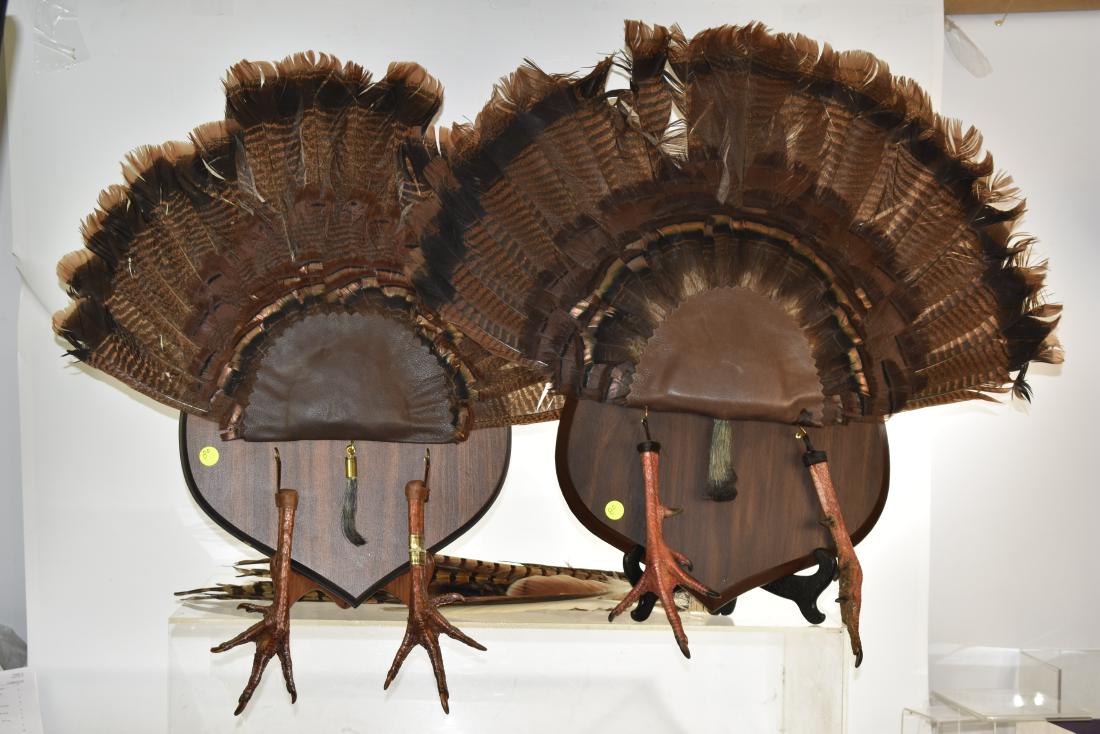 Turkey Feather Fans and Other Items: Grouping includes two turkey feather fans with feet and beards, a mounted black squirrel and pheasant feathers.