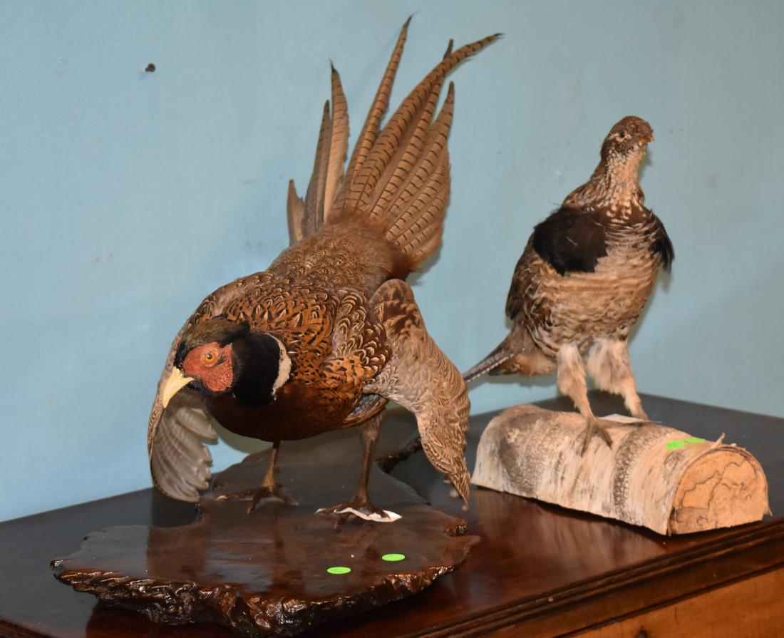 Cock and Hen Pheasant Mounts: Lot includes a cock and a hen pheasant and both are well executed.