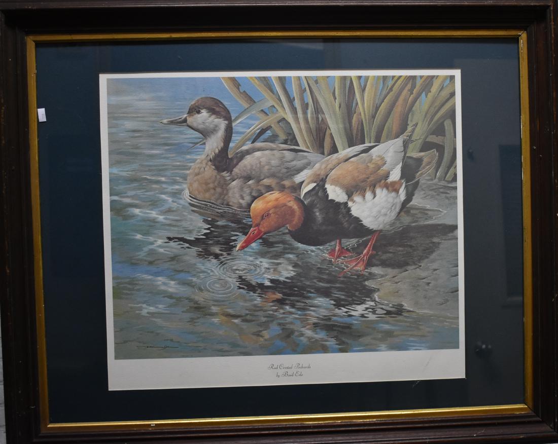 Duck Print by "Basil Ede": Exposed area measures approx. 18"h x 20"w. It depicts two red crested Pochards. Item is signed in plate lower left and is professionally framed and matted.