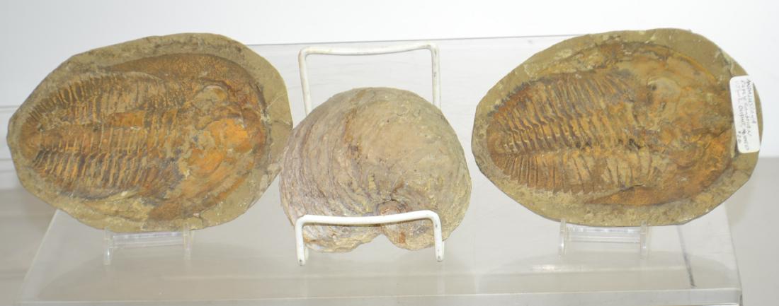 Early Cambrian Era Fossils (1 of 4)