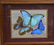 Three Framed Peruvian Butterflies