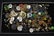Antique Button Collection