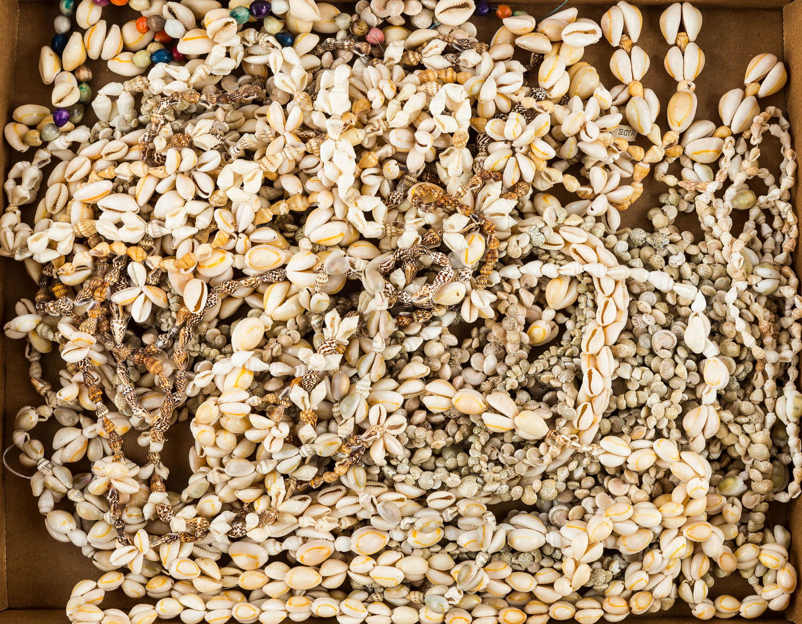 Shell Necklace Collection (1 of 1)