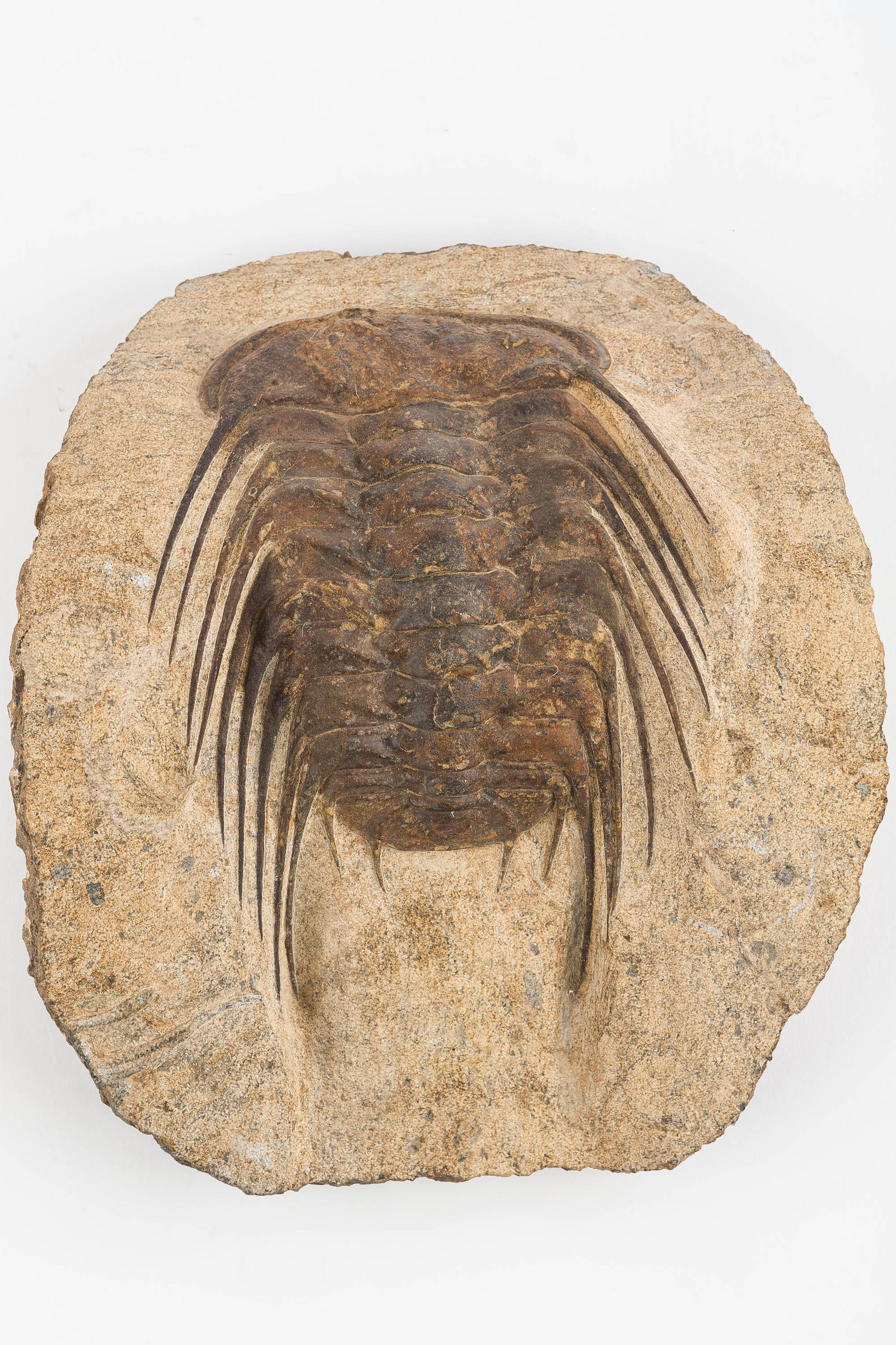 Selenopeltis Exposed Trilobite Fossil: This approx. 450 million year old fossil is from Ordovician Era; it was found in the Anti-atlas Mountains in Morocco. The sandstone was hand-worked to expose fossil and may be entirely natural; matrix