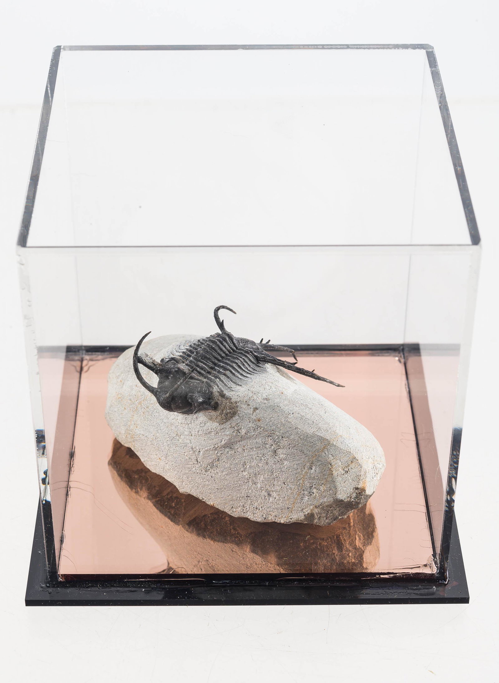Dicranurus Monstrosus Trilobite Exposed Fossil: This trilobite fossil dates to the Devonian Era and was excavated in Laatchana Alnif, Morocco. The sandstone matrix measures approx. 4.5" L, and the fossil in enclosed in a glass case and is approx. 3