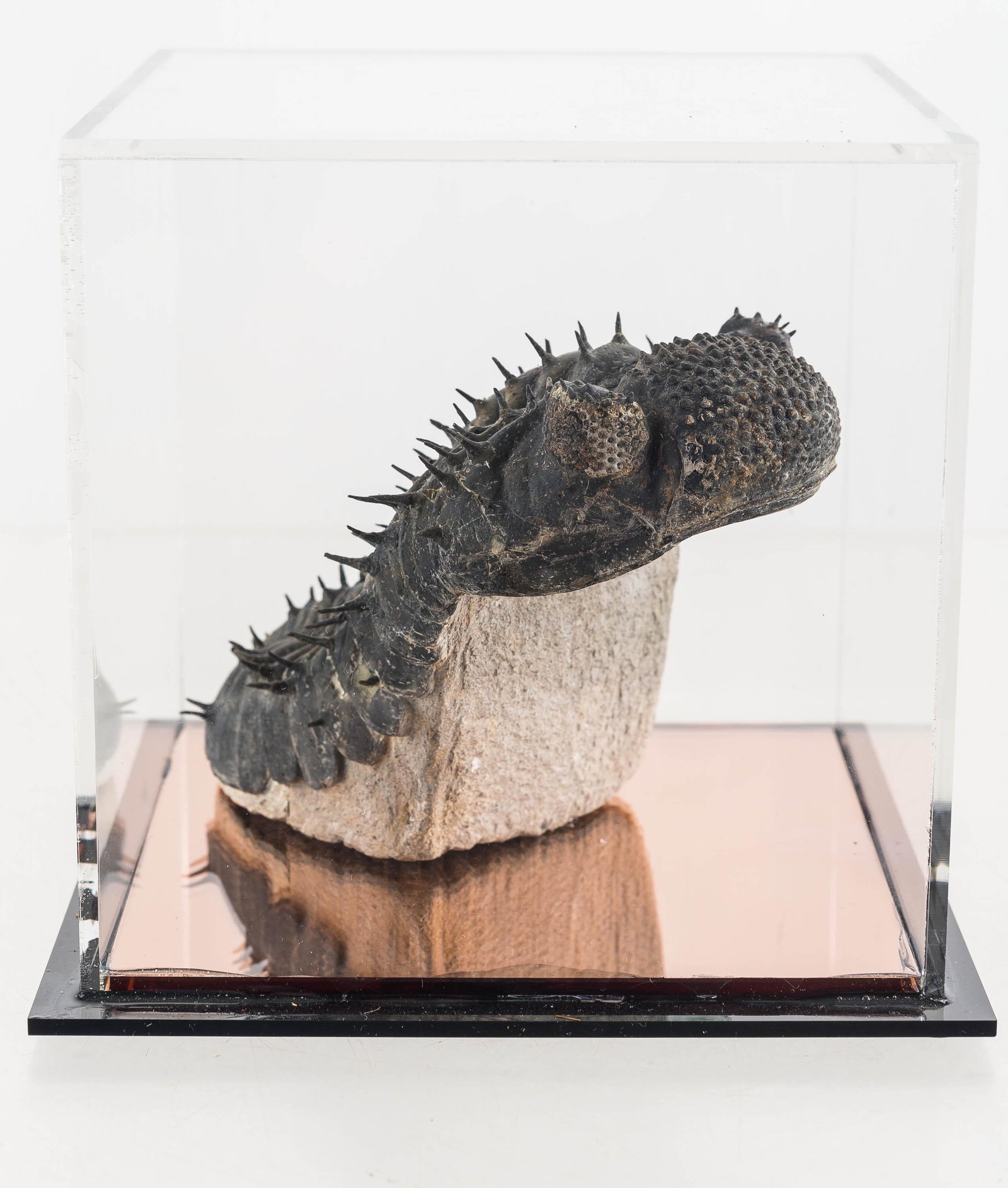 Drotops Armatus Exposed Trilobite Fossil: Fossil is from the Devonian Era and measures approx. 6" L. It was found in Mrakib Taouz, Morocco and is embedded in white sandstone. There are small remnants of sandstone embedded in the fossil head. 