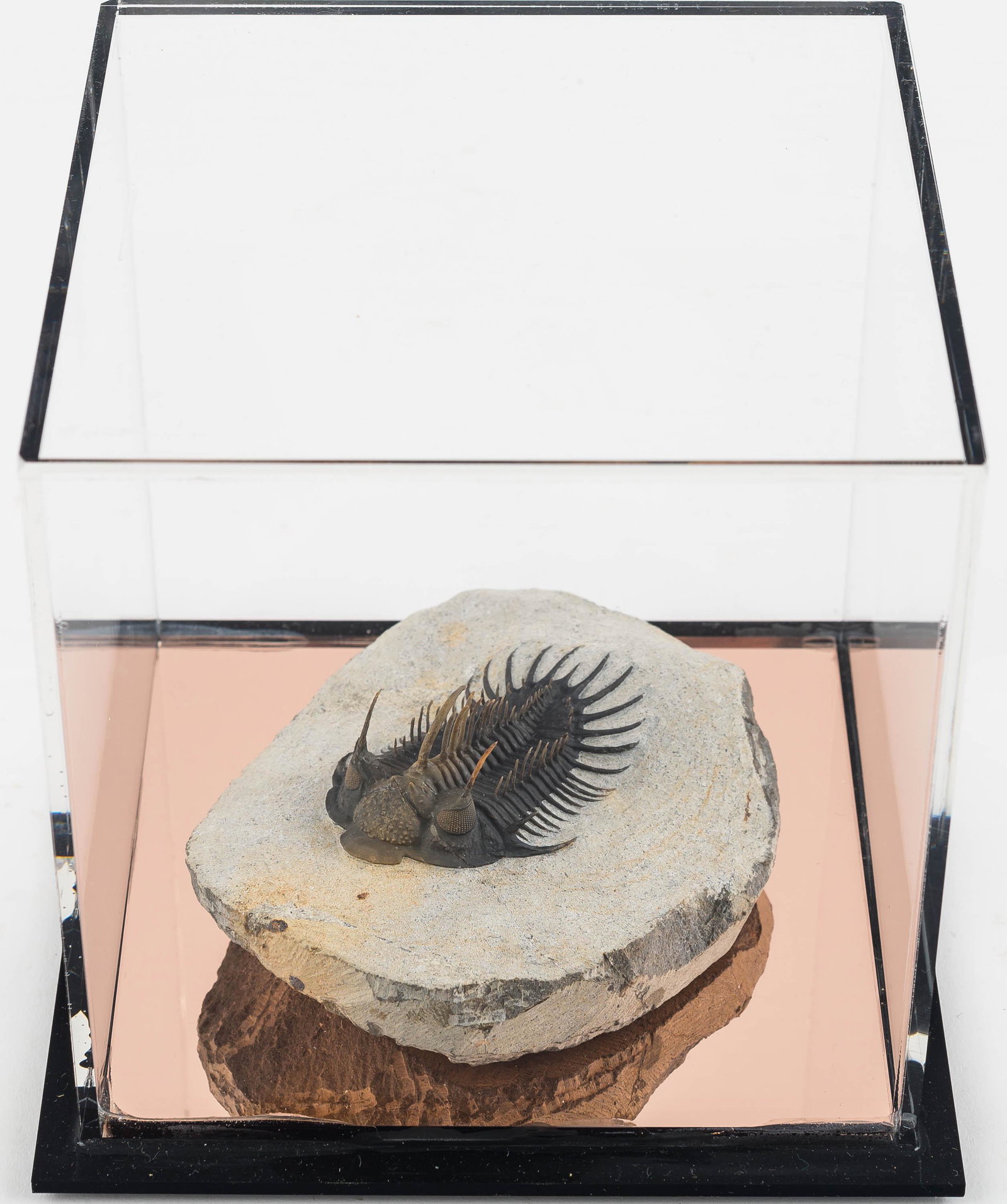 RARE Comura Bultyncki Fossil- Outstanding: This rare comura bultyncki fossil from the Late Devonian era is sourced from Morocco. The sandstone matrix measures approx. 4" in length and contains a genuine exposed trilobite fossil with exceptiona