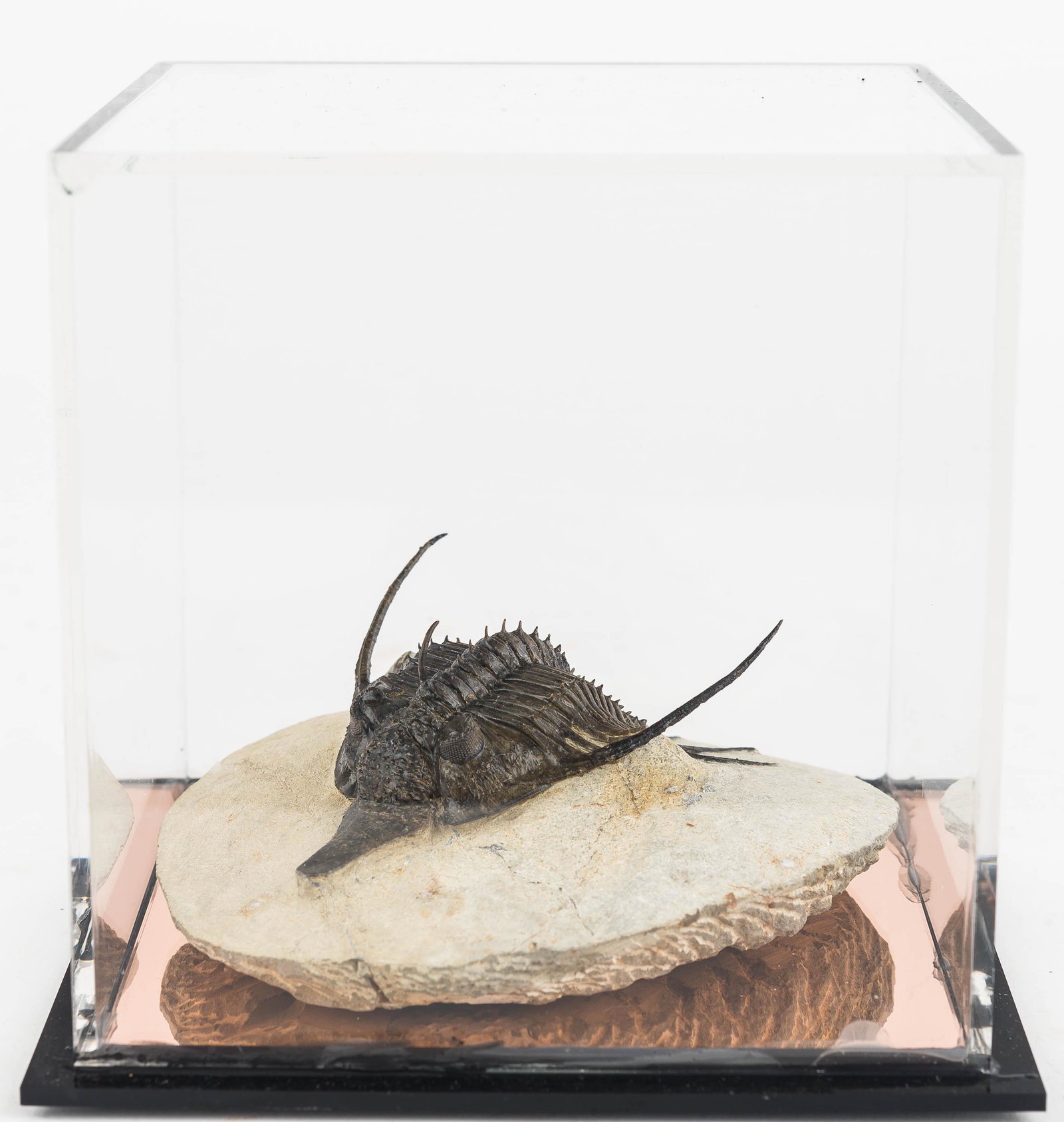 Psychopyge Elegans Trilobite Fossil: This psychopyge elegans trilobite fossil from the Devonian era was excavated from Morocco. The matrix measures approx. 4.5" and the fossil itself measures approx. 3.75".