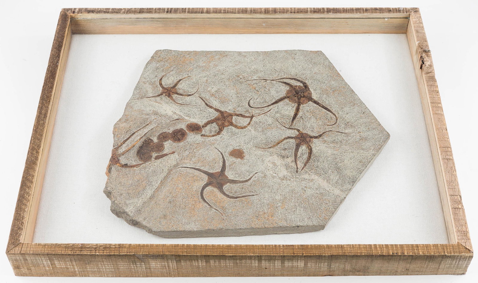 Geocoma Carinata Fossil Association: This large association of (5) complete, (1) partial, and (1) legless geocoma carinata starfish fossils from the Jurassic period was excavated in Morocco. The matrix measures approx. 14" across and the