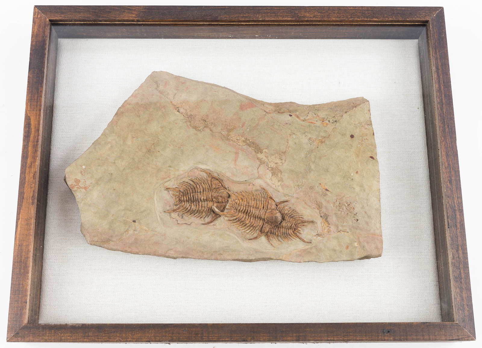 Unique Foulonia Fossil Association: This association of (3) foulonia trilobite fossils from the Ordovician era is position in a unique chain formation, with each fossil directly behind and interacting with the hindquarters of the fossil