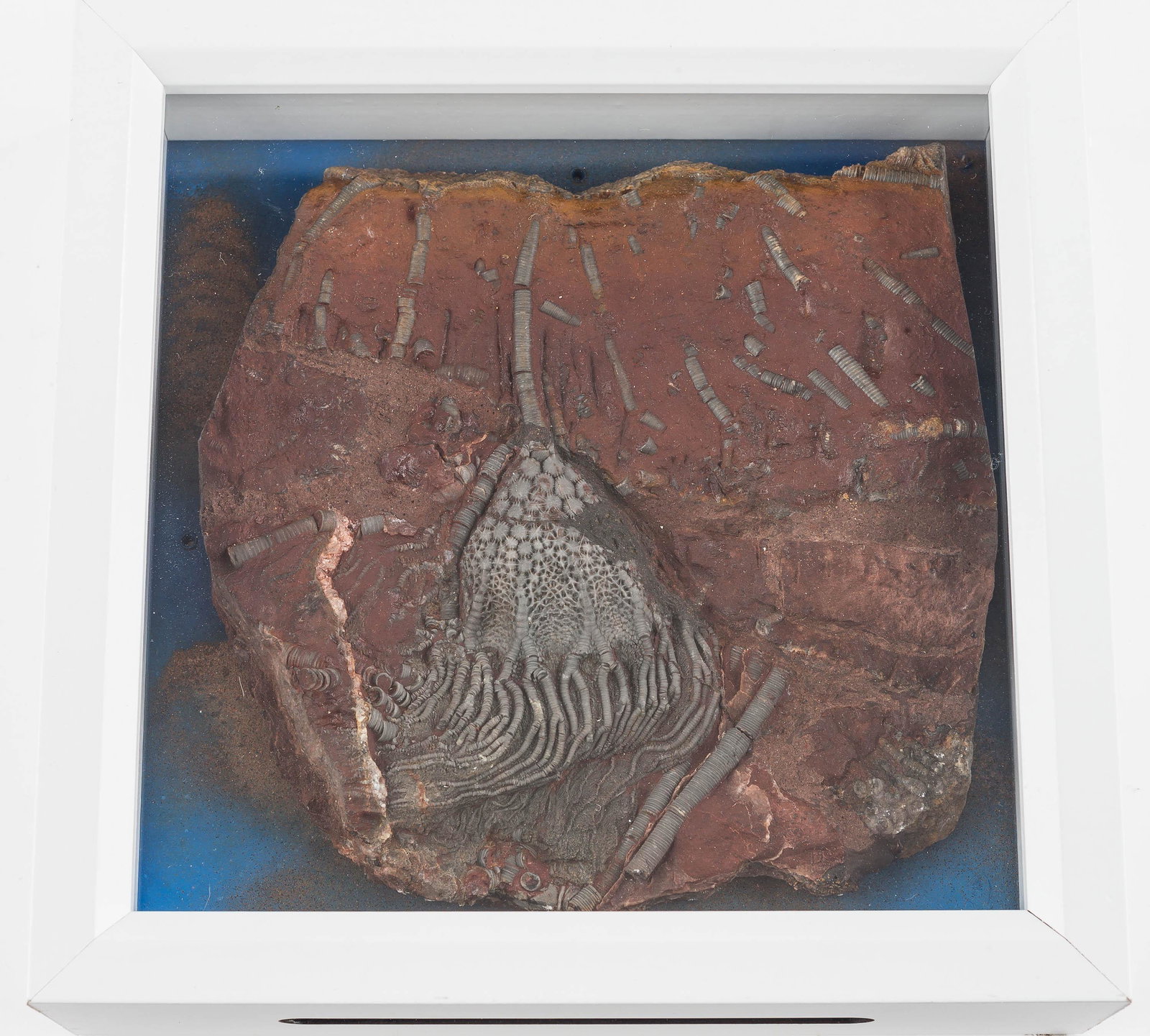 Outstanding Scyphocrinites Crinoid Elegans Fossil: This is an exquisitely detailed crinoid scyphocrinus elegans trilobite fossil from the Silurian era excavated in Morocco. The matrix measures approx. 7" H and the specimen itself measures approx. 6.5"