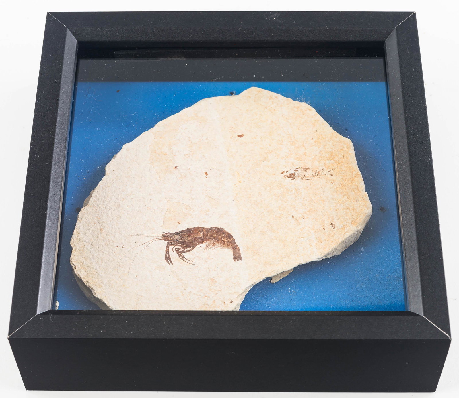 Bechieja Rostrata Fossil: This bechieja rostrata fossil from the Eocene era 50 million years ago was sourced from Green River, Wyoming. The matrix measures approx. 7" across, and the fossil measures approx. 2" L, not including