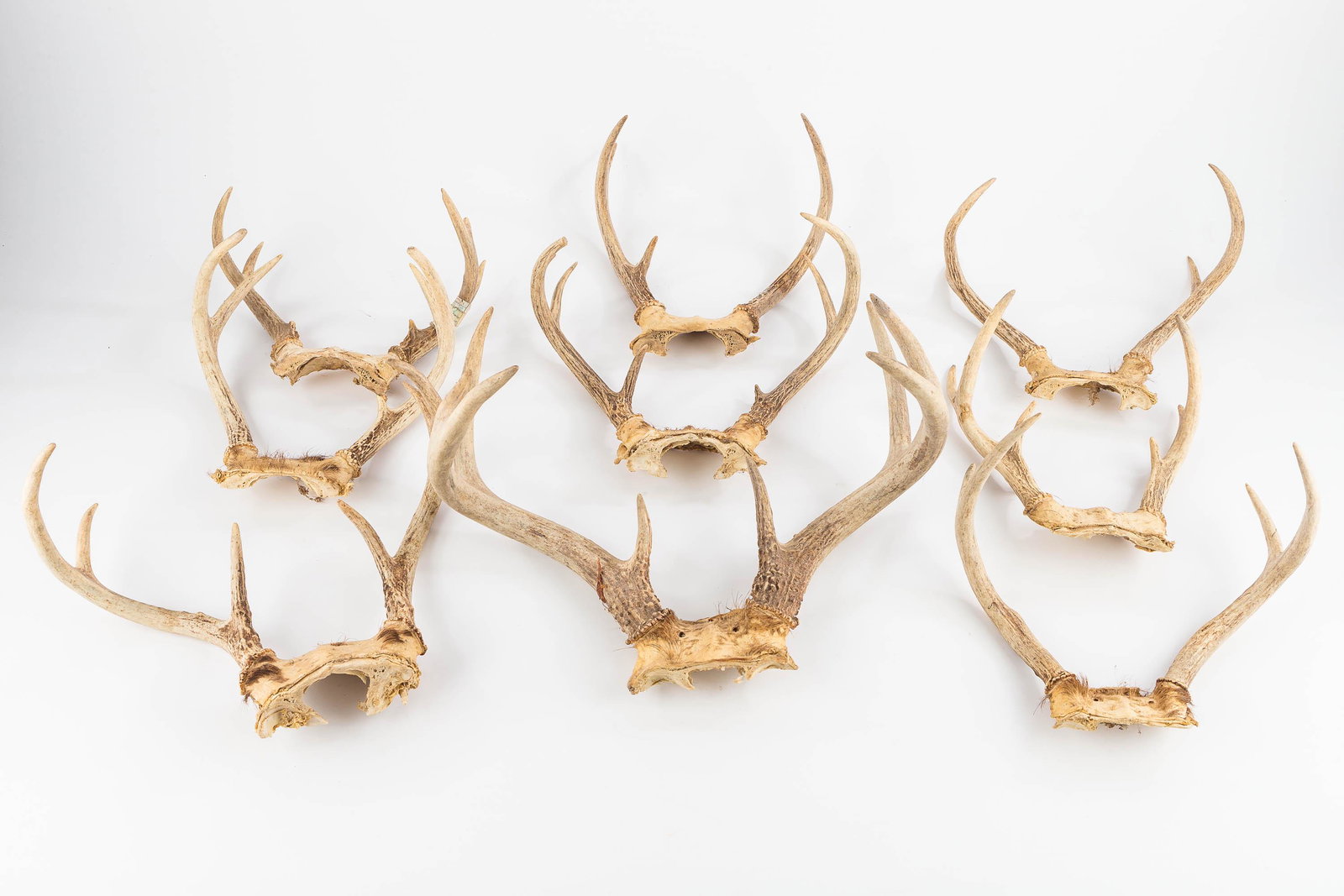 Deer Rack Collection (1 of 1)